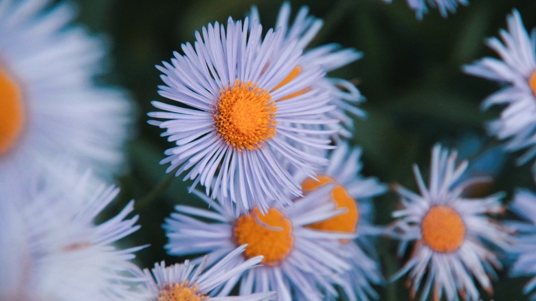 aster flowers in a garden