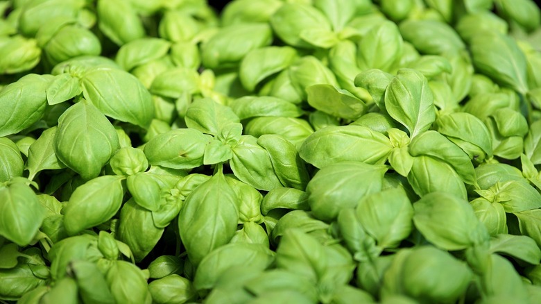 basil plants in a garden