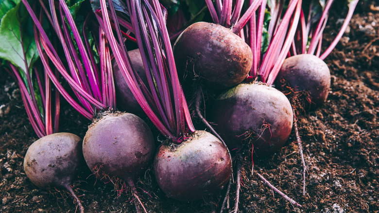 beet plants in a garden