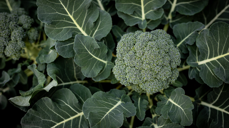 broccoli plants in a garden