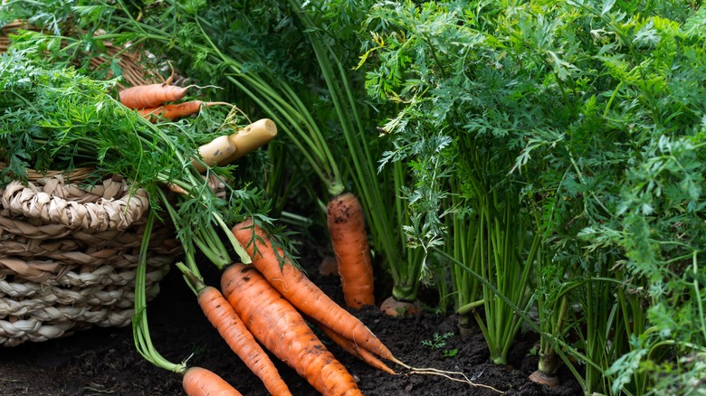 carrot plants in a garden