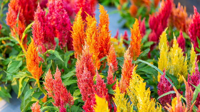 celosia flowers in a garden