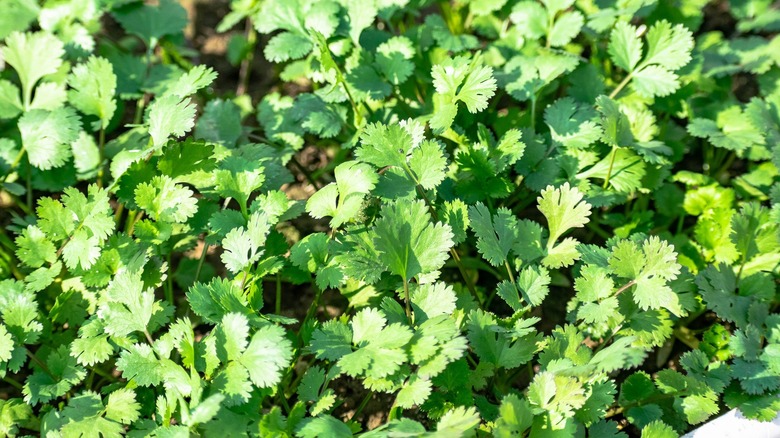 cilantro plants in a garden