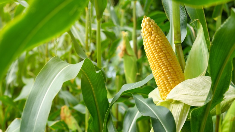 corn plants in a garden