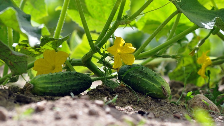 cucumber plants in a garden