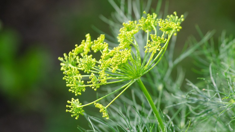 dill plant in a garden