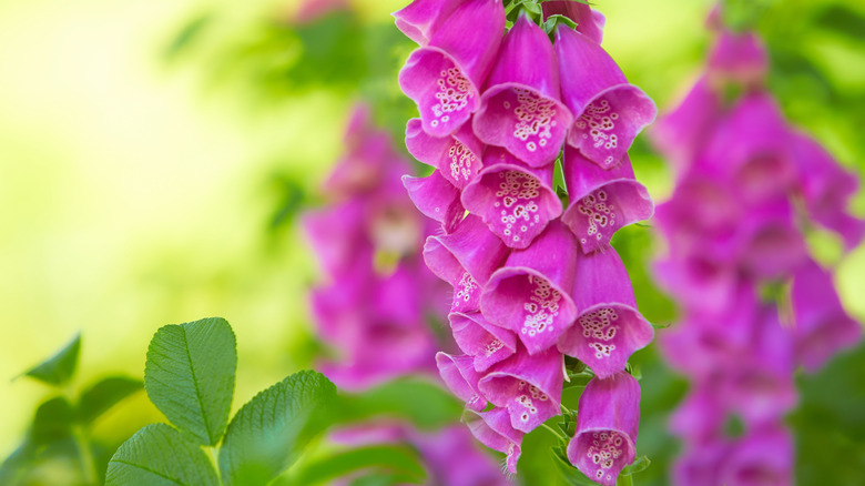 foxglove flower in a garden