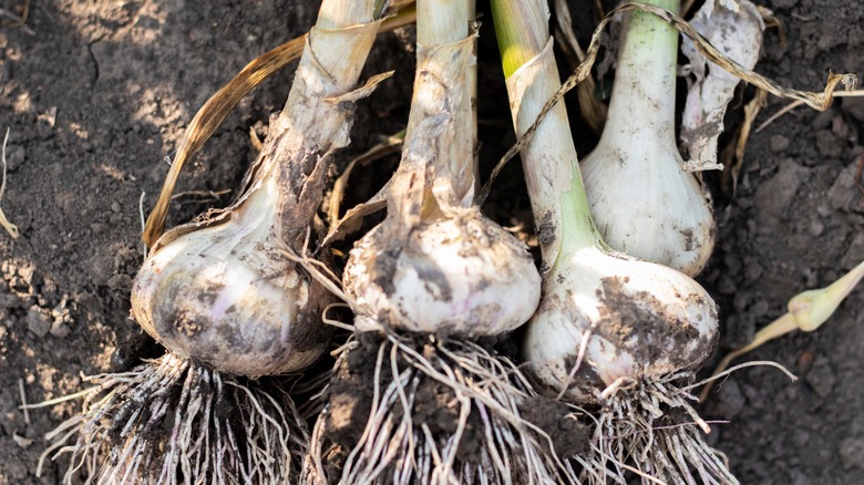 garlic plants in a garden