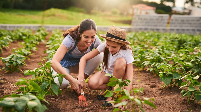 planting in a sunny garden