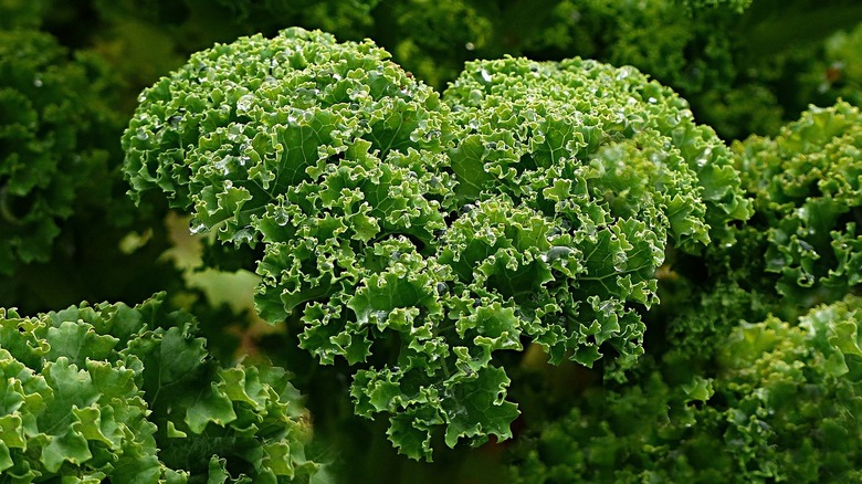 kale plants in a garden