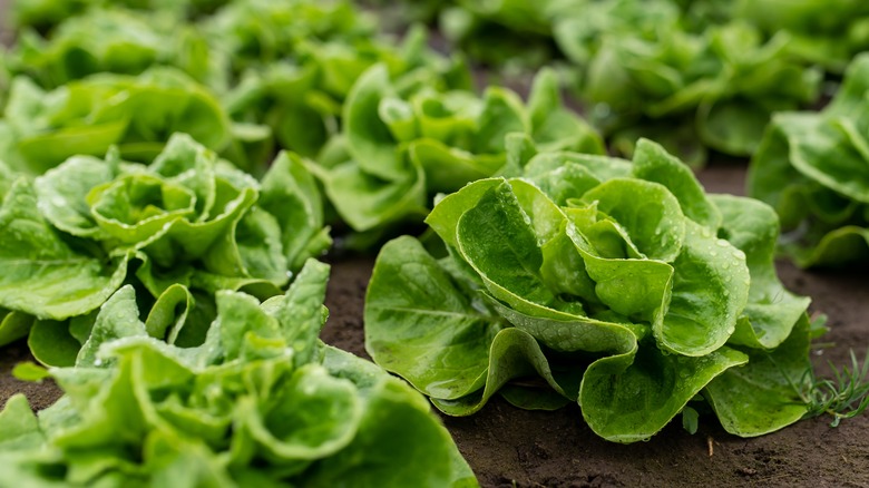 lettuce plants in a garden