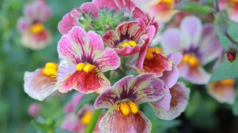 nemesia flowers in a garden