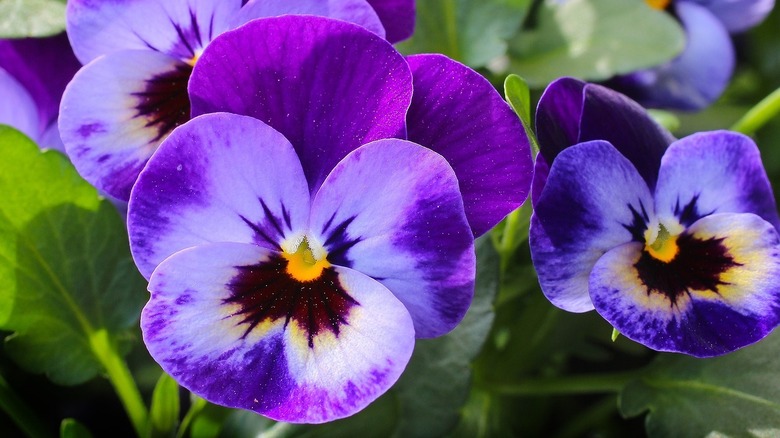 pansies in a garden