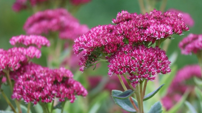 sedum flowers in a garden