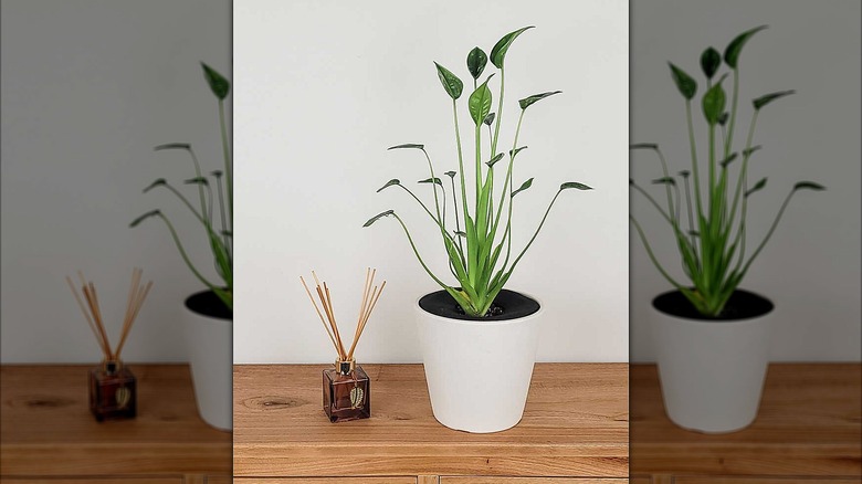 Potted tiny dancer next to aromatherapy sticks