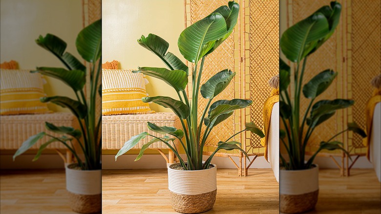 Potted bird of paradise plant surrounded by bright home decor