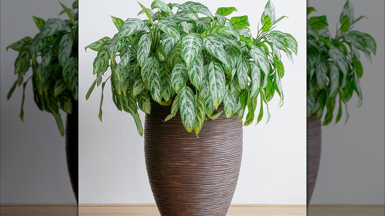 Potted Chinese evergreen plant inside