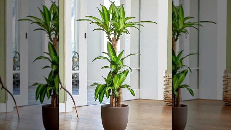 Potted corn plant inside an entryway