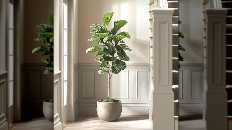 Fiddle leaf fig houseplant near staircase in a house