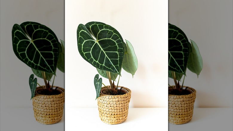 Potted King Anthurium in a woven basket