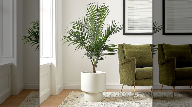 Potted majesty palm in a living room corner