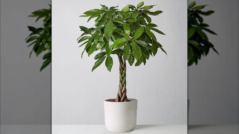 Potted money tree against a plain gray background