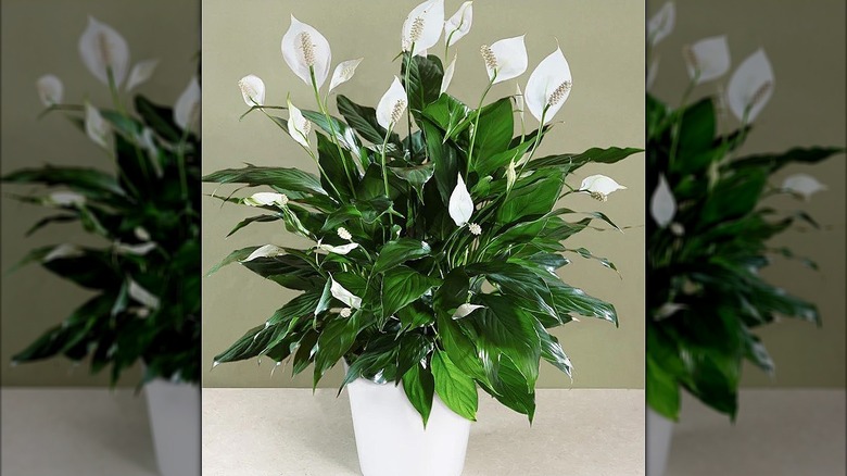 Peace lily plant sitting on a table