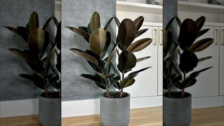 An indoor potted rubber plant in a pot