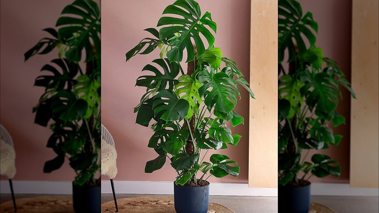 Potted swiss cheese plant in a home