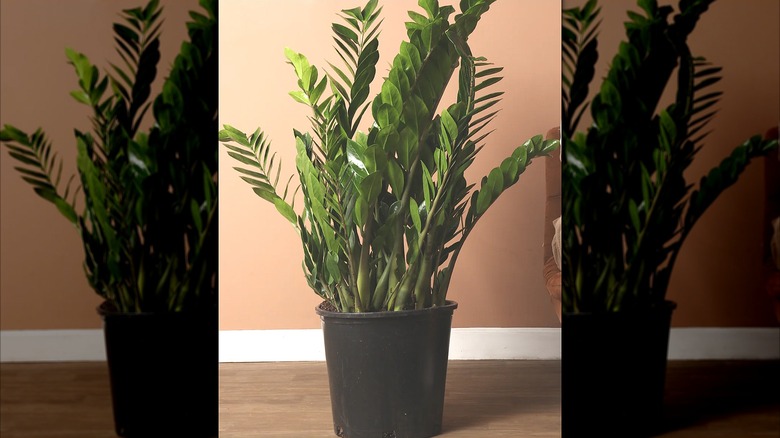 A potted ZZ houseplant plant indoors