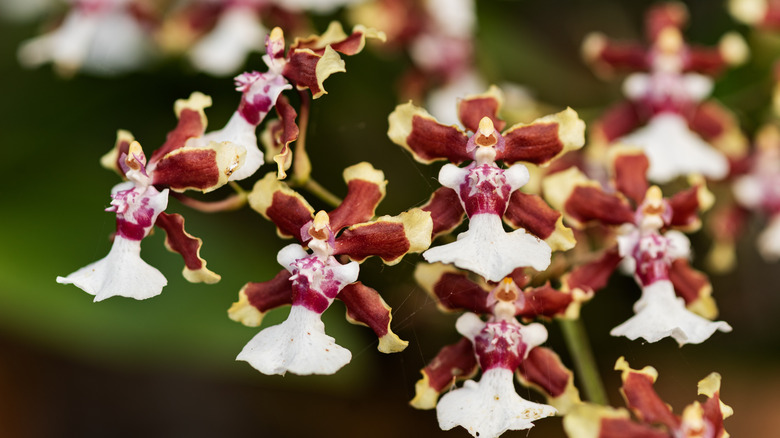 Oncidium 'Sharry Baby'