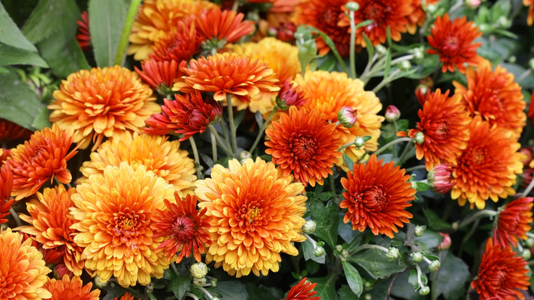 Orange chrysanthemums