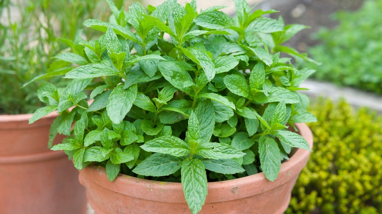 Mint plant