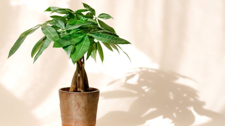 Money tree in wooden pot