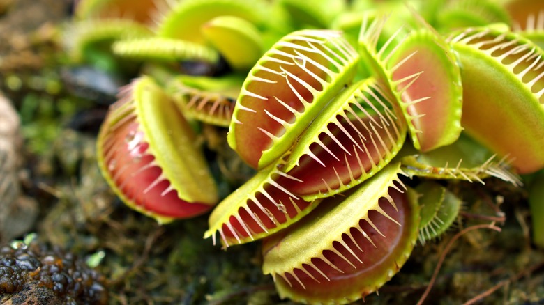 Venus fly trap