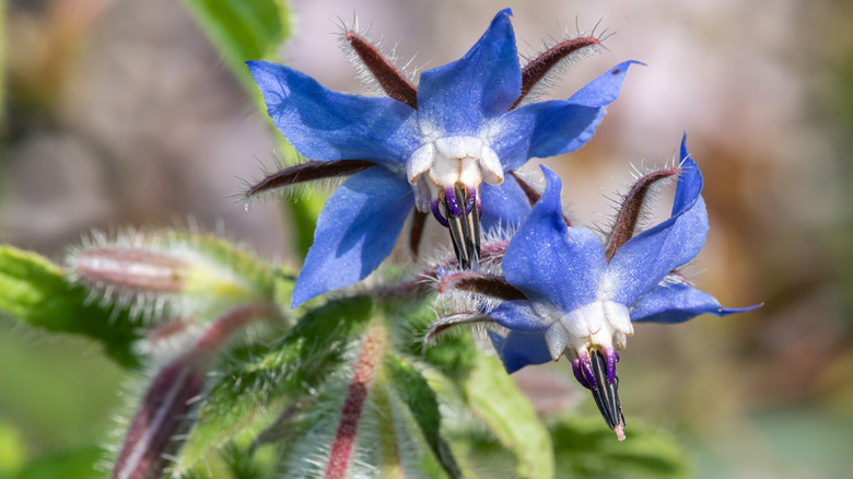 Borage star flowers in bloom