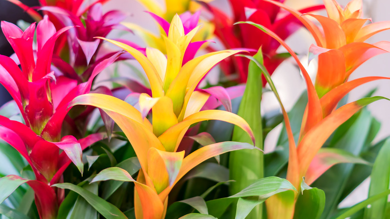 colorful bromeliads