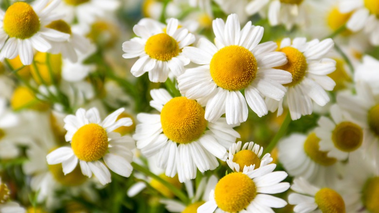 Chamomile flowers 