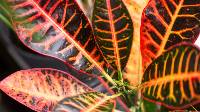 Colorful croton leaves