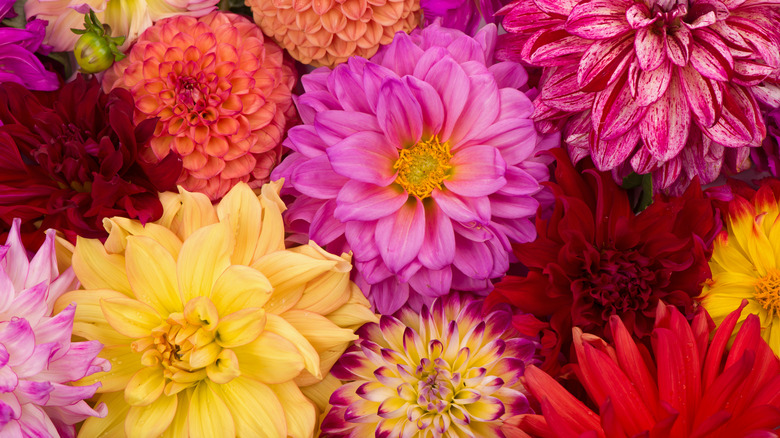 Colorful dahlia bouquet