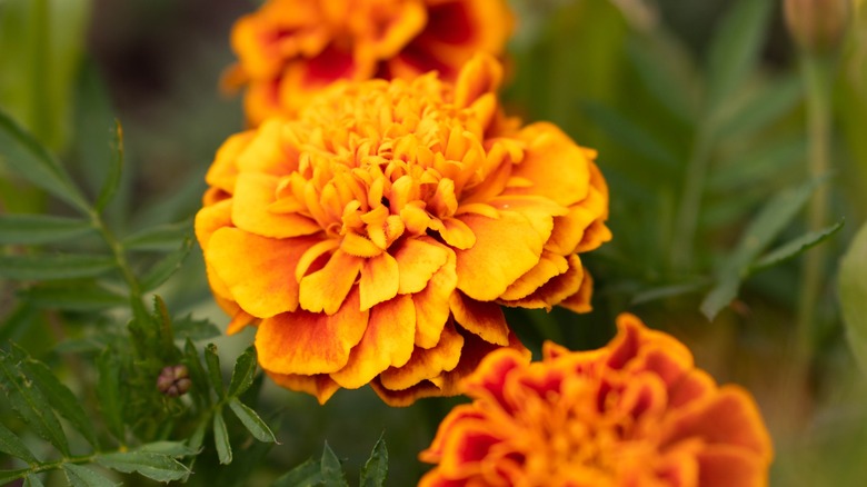 Golden marigolds