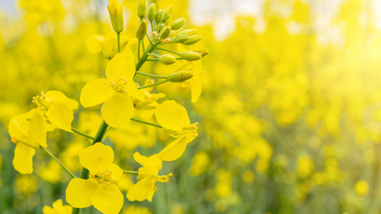 Vibrant yellow mustard blooms