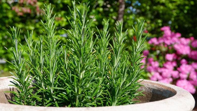 Potted rosemary in garden