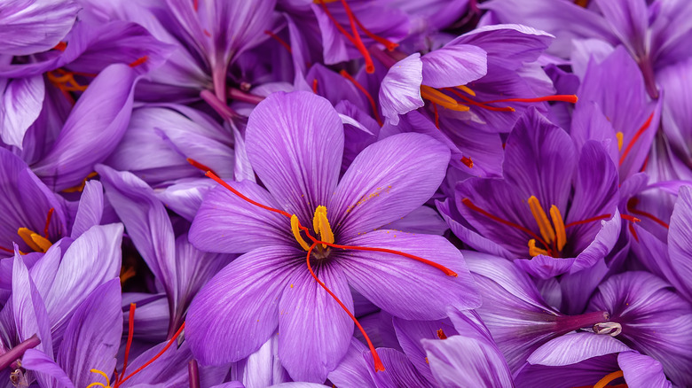 Saffron crocus in bloom