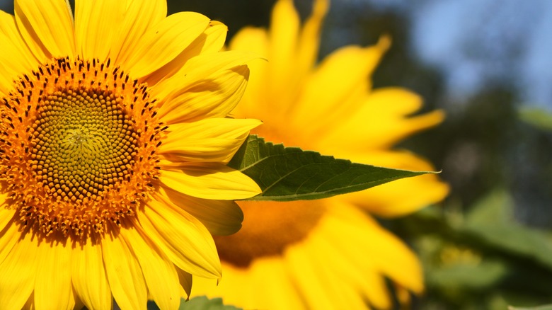 Sunflowers in bloom