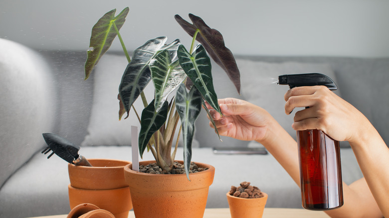 Person spraying down alocasia leaves