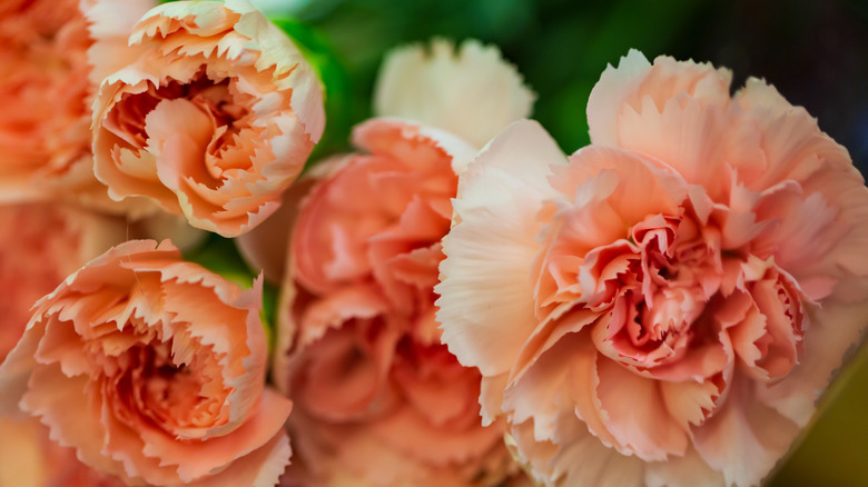 Dark orange carnation flowers