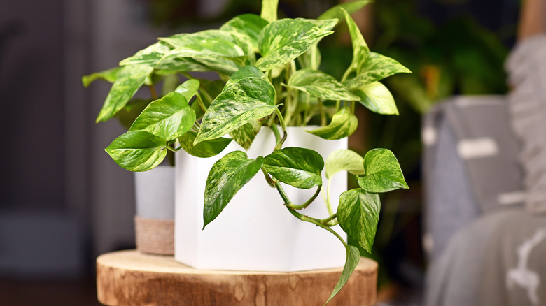 Golden pothos plant