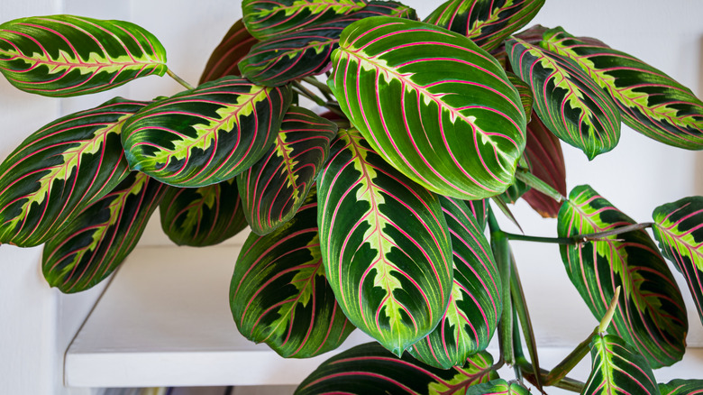 Prayer plant leaves