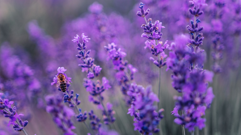 close up lavender flowers with a bee